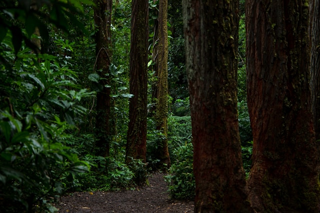 Rainforest